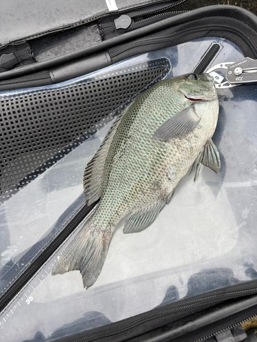 メジナの釣果