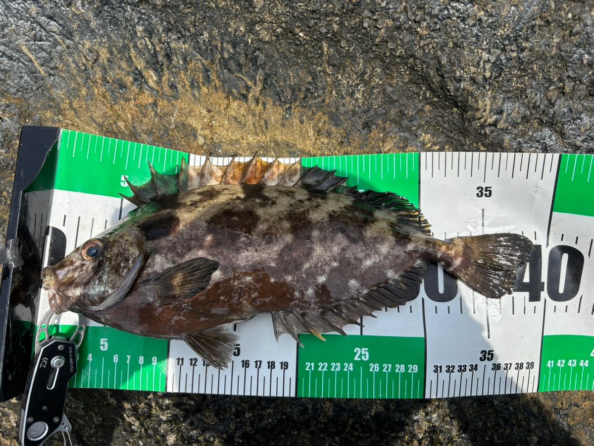 ザッキー🐟さんの釣果 2枚目の画像