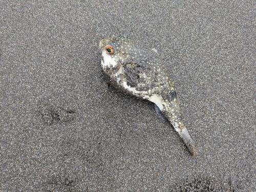 クサフグの釣果