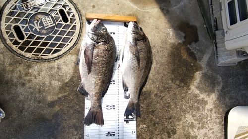 チヌの釣果
