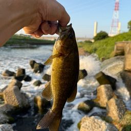 スモールマウスバス