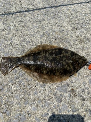 カレイの釣果