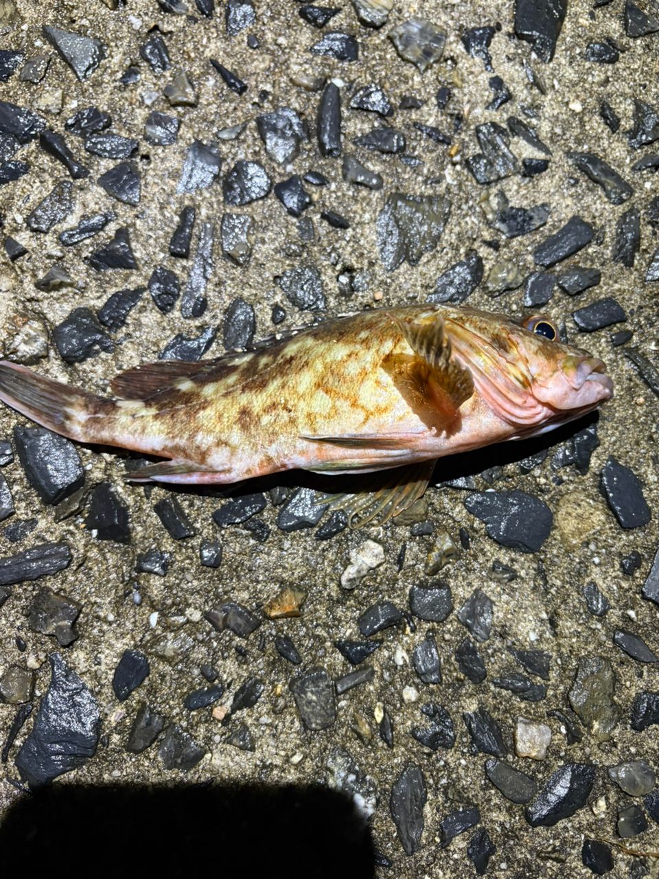 カレイ