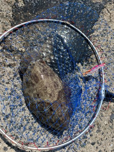 コウイカの釣果