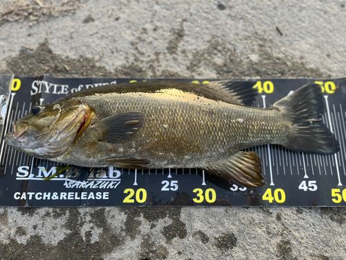 スモールマウスバスの釣果