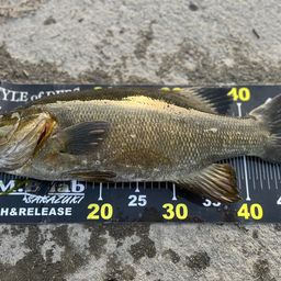 スモールマウスバス