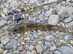 ニホンナマズの釣果