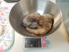 マダコの釣果