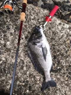 チヌの釣果