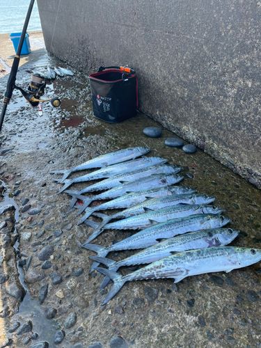 サゴシの釣果