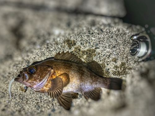 メバルの釣果