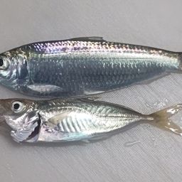 アジ