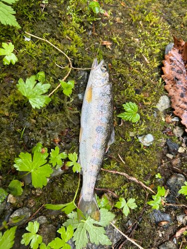 ヤマメの釣果
