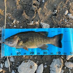 スモールマウスバス