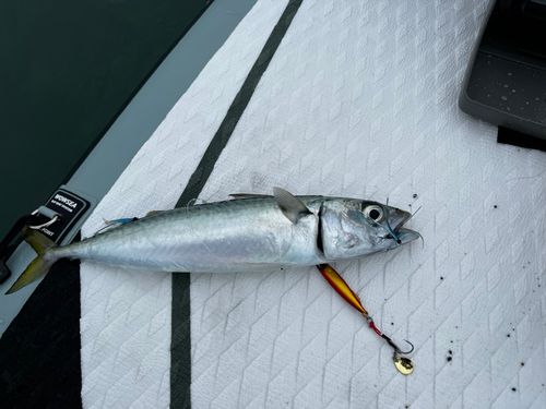サバの釣果