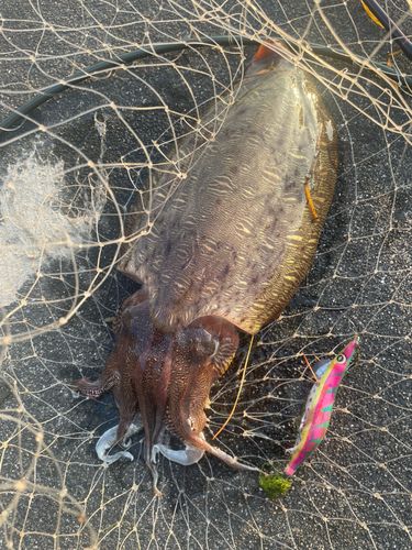 モンゴウイカの釣果