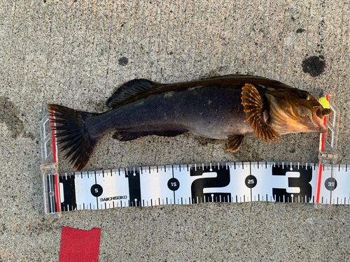 アイナメの釣果