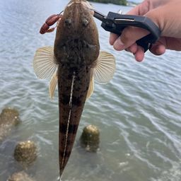 マゴチ