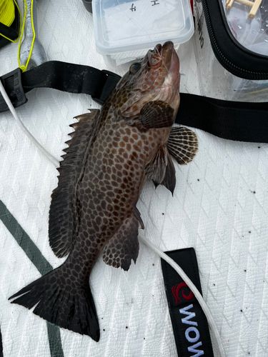 オオモンハタの釣果
