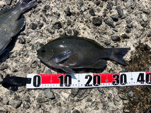 クチブトグレの釣果