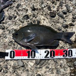 クチブトグレ