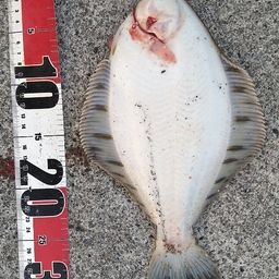 クロガシラガレイ