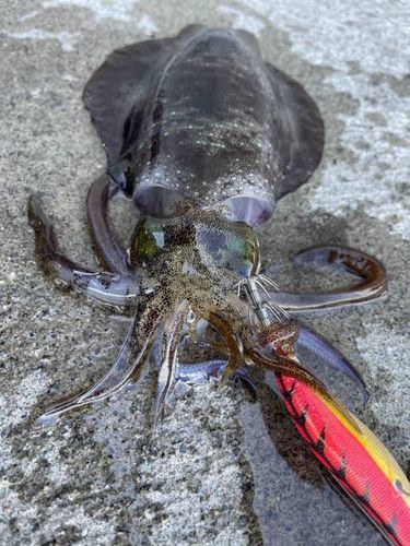 アオリイカの釣果