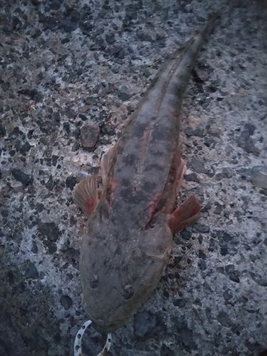マゴチの釣果