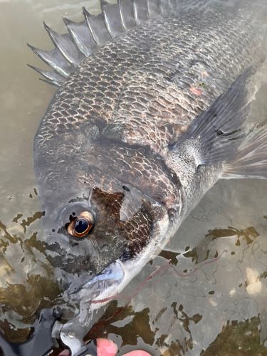 チヌの釣果