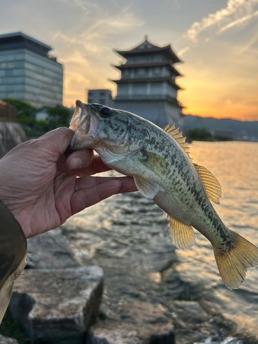 ブラックバスの釣果