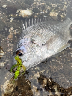 キビレの釣果