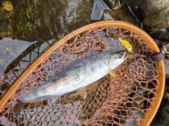 アマゴの釣果