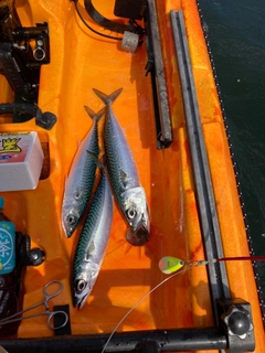 アマダイの釣果
