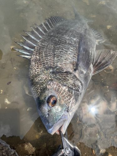 チヌの釣果