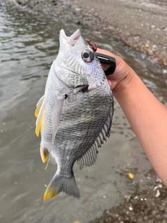 キビレの釣果