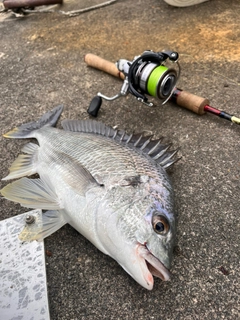 キビレの釣果