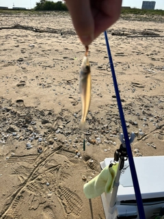 シロギスの釣果