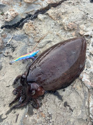 コウイカの釣果