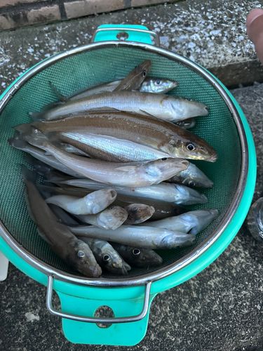 シロギスの釣果