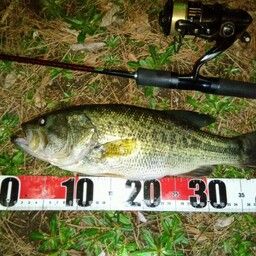 ラージマウスバス