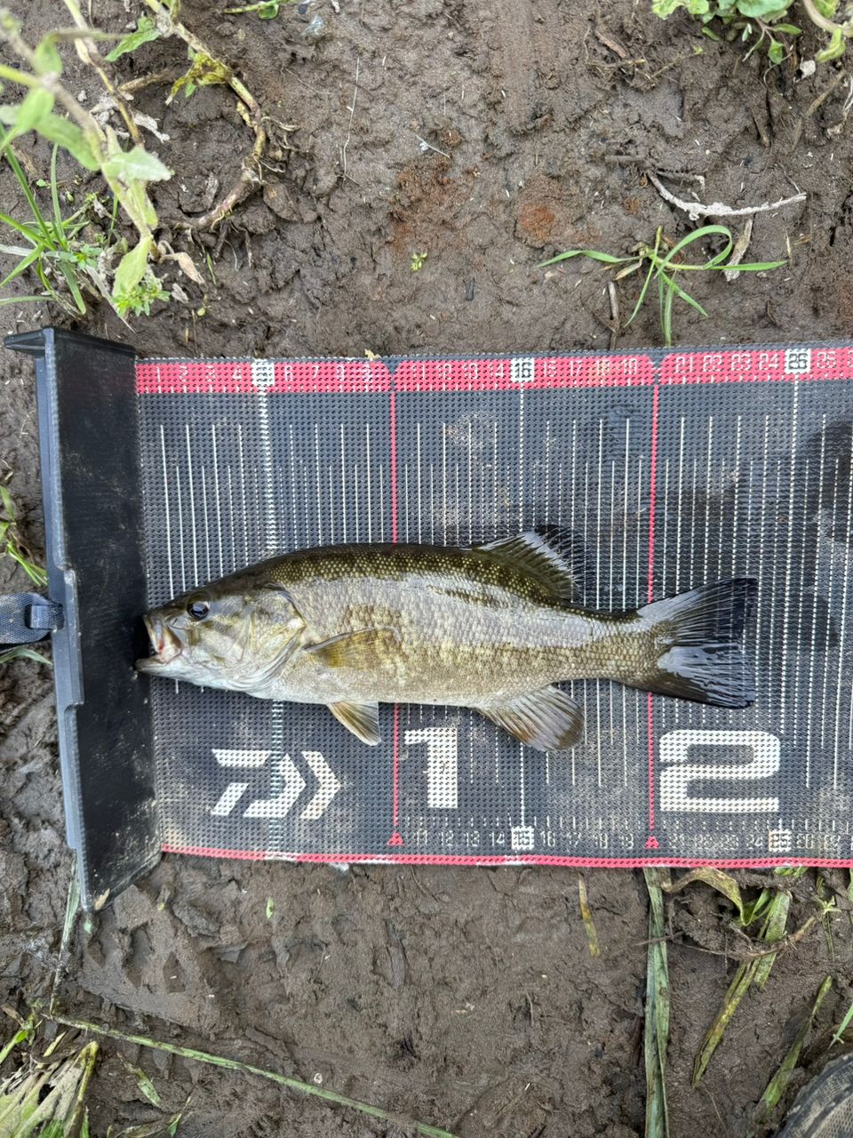 スモールマウスバス