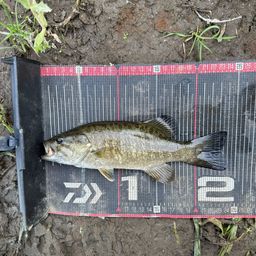 スモールマウスバス