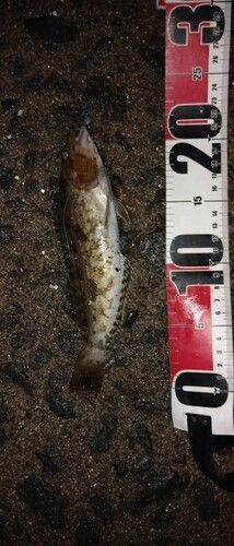 アイナメの釣果