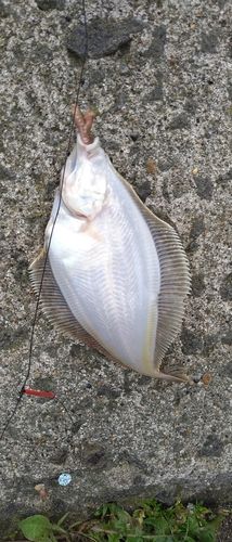 スナガレイの釣果