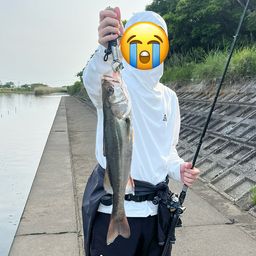 シーバス
