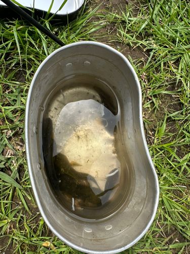 ウロハゼの釣果