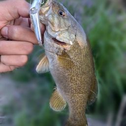 スモールマウスバス