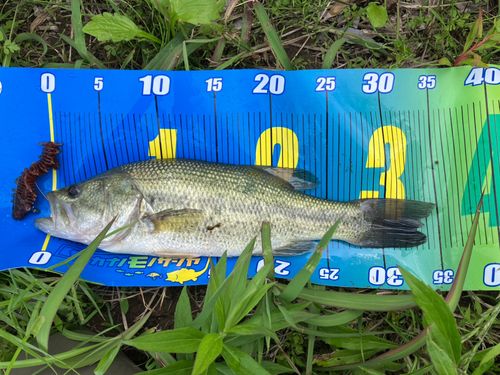 ラージマウスバスの釣果