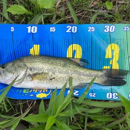 ラージマウスバス