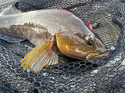 アイナメの釣果